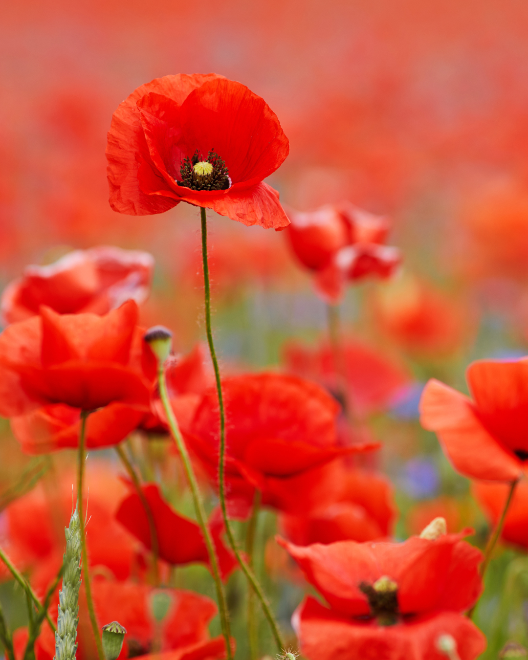 Poppies
